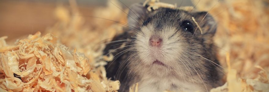 Deratizarea blocurilor