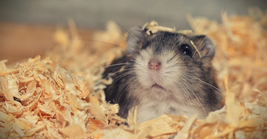 Deratizarea blocurilor